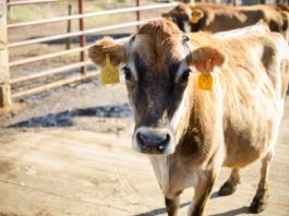 Learn to Make Homemade Anti-Parasitic Tincture for Livestock