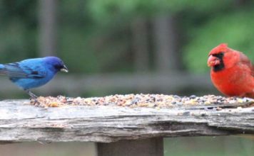 Backyard Bird Feeding on the Homestead