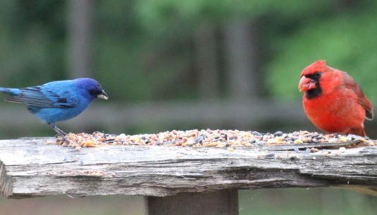 Backyard Bird Feeding on the Homestead