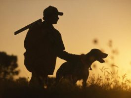 3 Survival Commands You Should Teach Your Dog