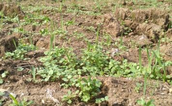 Easy and Simple Garden Preps!