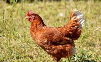 Having Egg-laying Chickens