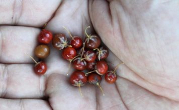 How to Grow Asparagus from Seed