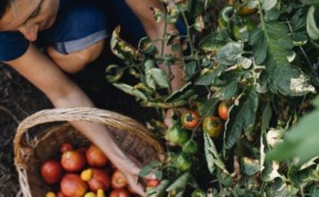 The Proper Way of Canning Tomatoes