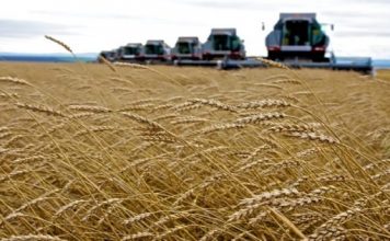 News – US Wheat Can No Longer Compete