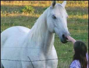 Rasing Horses as Homesteaders