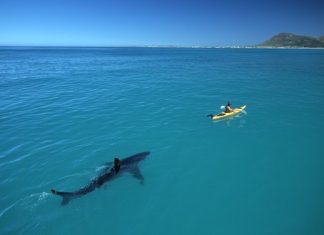 The Establishment Fuels False Hope