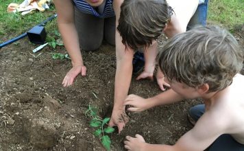 How to Prepare Your Soil for Planting Tomatoes