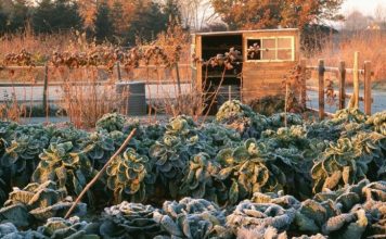 8 Tips For Your Winter Survival Gardens