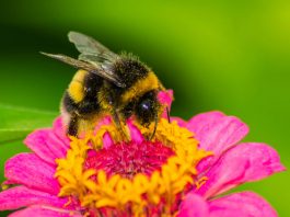 No Bees, No Honey, No Work, No Money