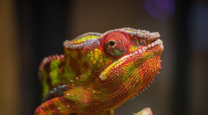 Camouflage for Preppers