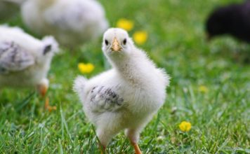 Top 10 Plants To Grow For Chicken Feed