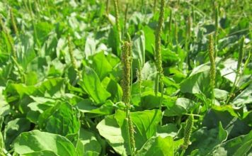 The Power of Plantain Herb
