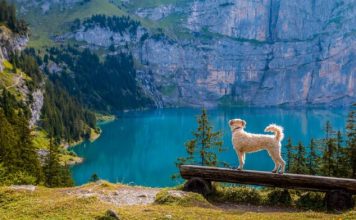 How to Camp With Your Pet
