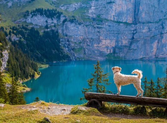 How to Camp With Your Pet