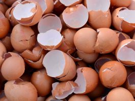 Things to Recycle in your Compost Bin