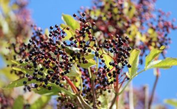 Remedies – Immune Elderberry Astragalus Gummies