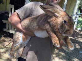 12 Best Rabbit Breeds for Raising Meat