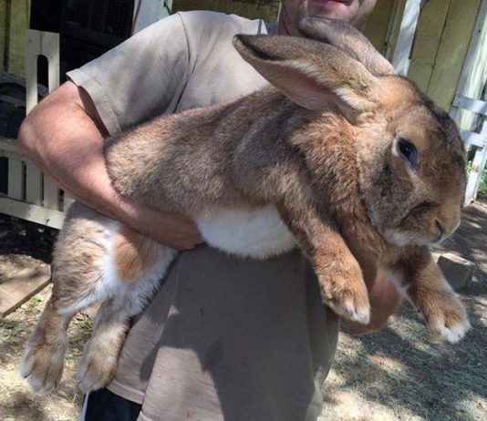12 Best Rabbit Breeds for Raising Meat