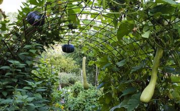 Farm Free – Free Food – Food Forests