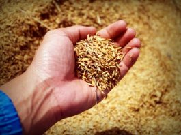 The Unseen Danger of Grain Storage