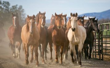 Homesteads and Horses: What to Know