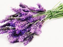 Medicinal Herbs and How to Use Them