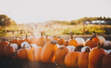 How to Make a Natural Dewormer for Chickens from Pumpkin Seeds