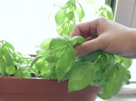 How to Grow an Endless Supply of Basil From One Plant