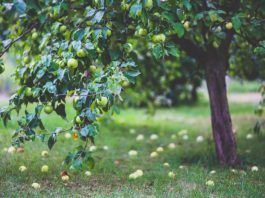 How to Plant Fruit Trees