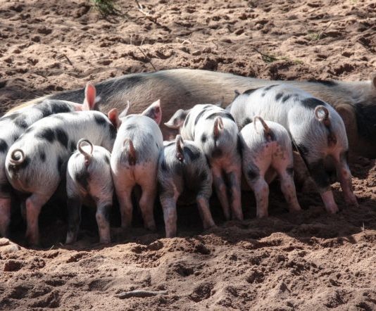 How To Raise Pigs as Part of Your Survival Plan