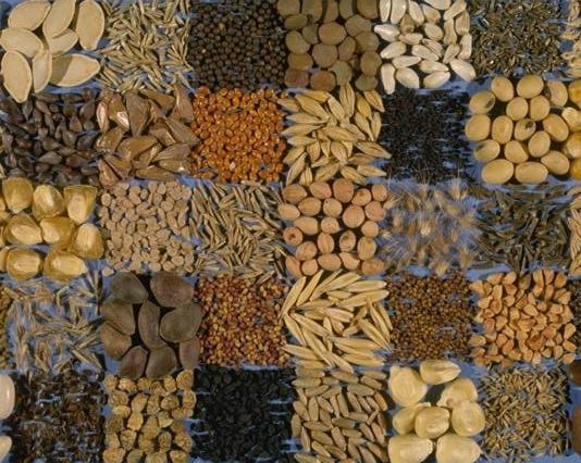 20+ Must-Have Seeds For The Upcoming Crisis