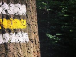 Signalling Techniques That Could Save Your Life