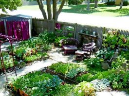 Fail Proof Foods To Grow For Beginning Homesteaders