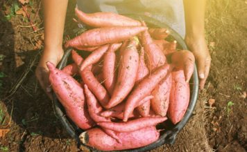 How to Grow and Harvest Sweet Potatoes