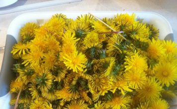 Dandelion bread