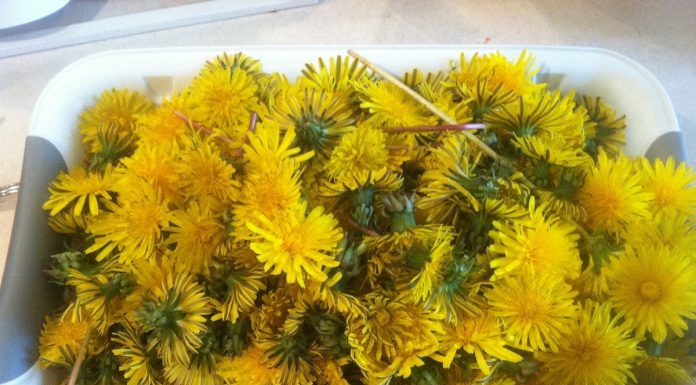 Dandelion bread