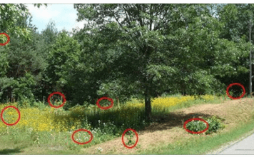 15 Common Wild Plants You Never Thought Were Edible 15 Common Wild Plants You Never Thought Were Edible