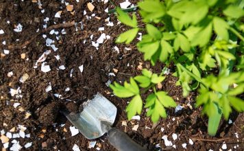 7 Survival Uses of Egg Shells