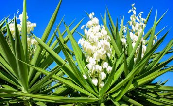 DIY Wilderness Soap And Shampoo From This Plant