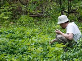 20 Edible Plants That Could Save Your Life