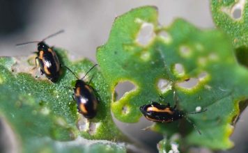 Protecting Your Garden Against Pests And Diseases