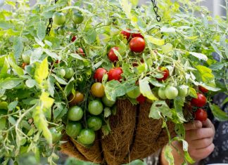 How to Produce Indoor Hanging Food