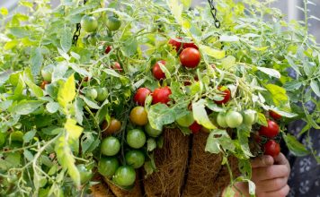 How to Produce Indoor Hanging Food