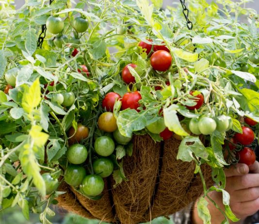 How to Produce Indoor Hanging Food