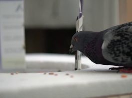 An Ingenious Way to Catch Pigeons and Other Birds in Your Own Backyard