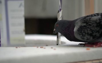 An Ingenious Way to Catch Pigeons and Other Birds in Your Own Backyard