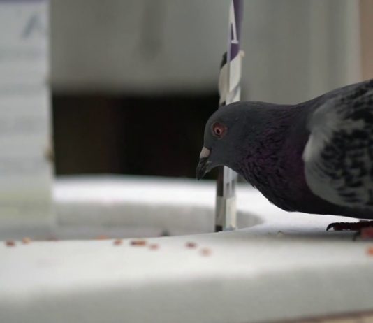 An Ingenious Way to Catch Pigeons and Other Birds in Your Own Backyard