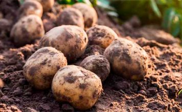 Preserving Potatoes Year Round – A Solid Choice for Preppers