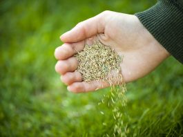 Do Seeds Really Expire?
